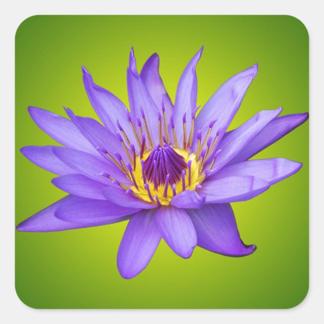 Water Lily Flower Pond Aquatic Purple Water Bloom Square Sticker (Front)