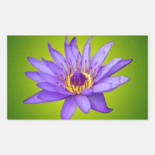Water Lily Flower Pond Aquatic Purple Water Bloom Sticker