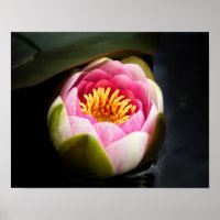 Water Lily Flower