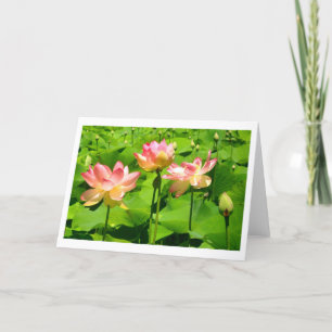 Water Lily Greeting Card