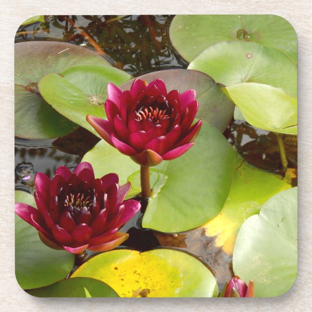 Water Lily Hard Plastic Coaster (Front)