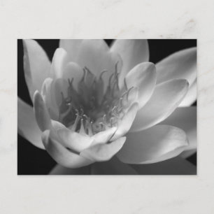 Water Lily in Black & White in Keizer, Oregon Postcard