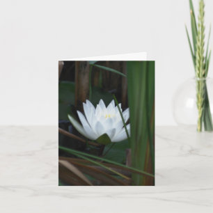 Water Lily Lotus Aglow Flower Photography  Note Card