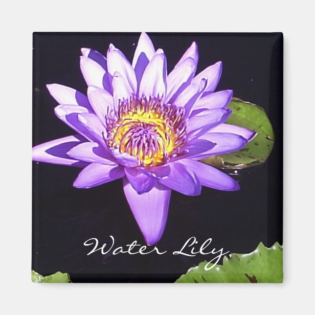 Water Lily Magnet (Front)