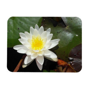 Water Lily Magnet