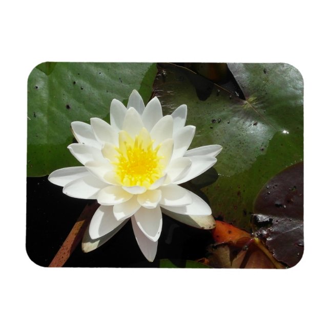 Water Lily Magnet (Horizontal)