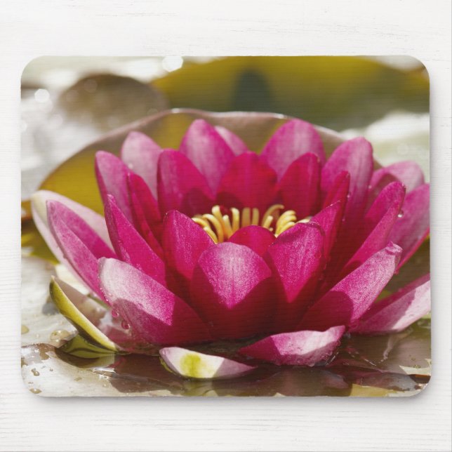 Water lily mouse pad (Front)