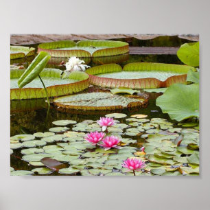 Water Lily Pads Ponds Poster