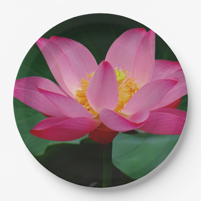 Water Lily Paper Plate (Front)