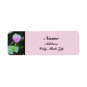 Water Lily Photo Belle rose pourpre fleurie