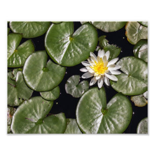 Water Lily Photo Print