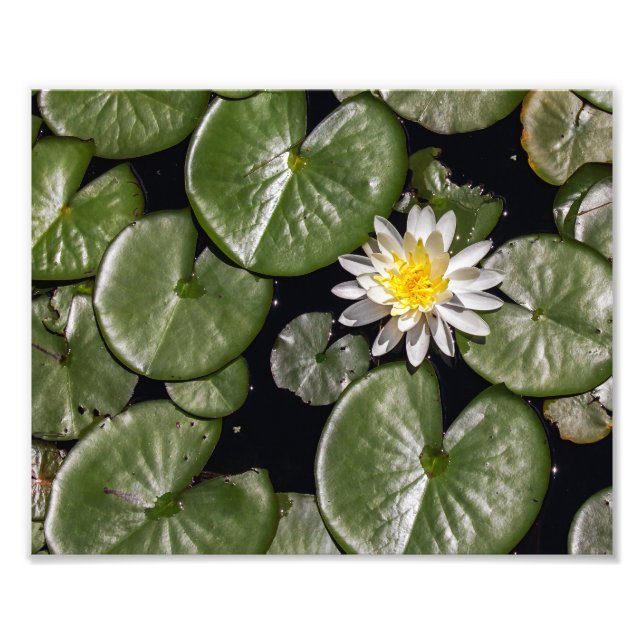 Water Lily Photo Print (Front)