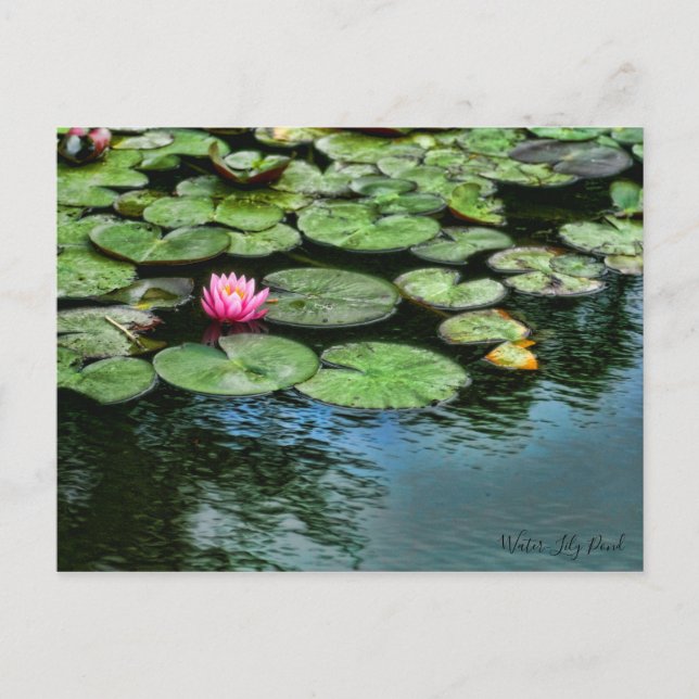 Water-Lily Pond ：Postcard Postcard (Front)