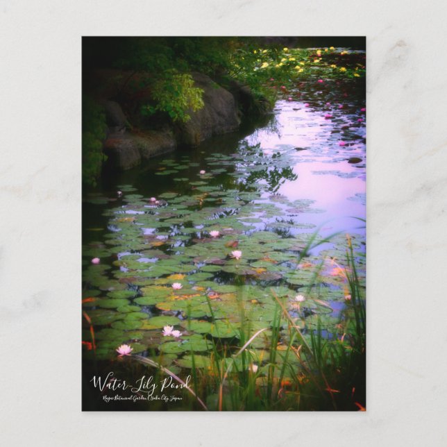 Water-Lily Pond ：Postcard Postcard (Front)