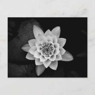 Water Lily Postcard