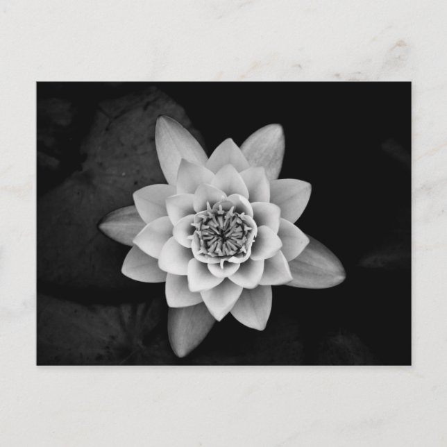 Water Lily Postcard (Front)