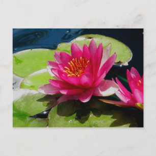 Water Lily Postcard