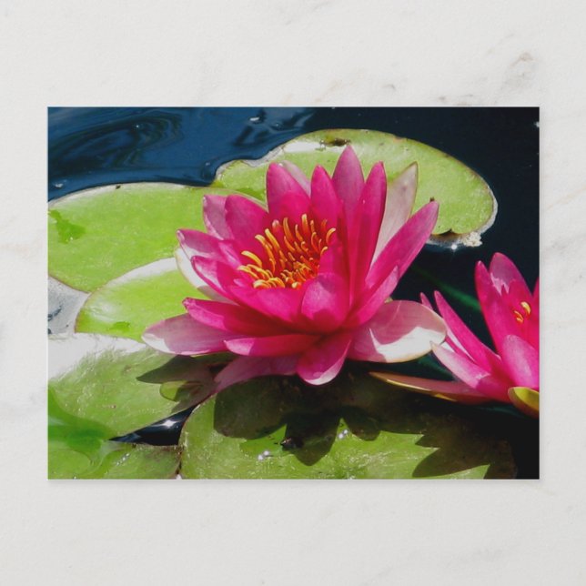 Water Lily Postcard (Front)
