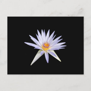 Water Lily Postcard