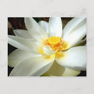 Water Lily Postcard