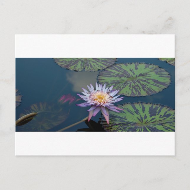 Water Lily Postcard (Front)