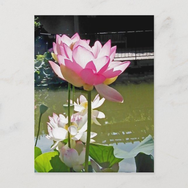 Water Lily Postcard (Front)