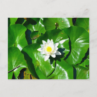 Water Lily Postcard