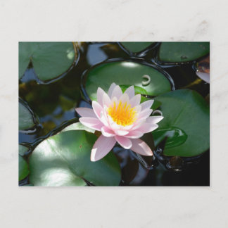 Water Lily Postcard