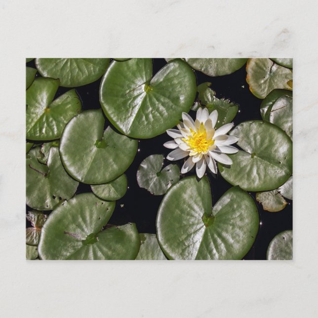 Water Lily Postcard (Front)