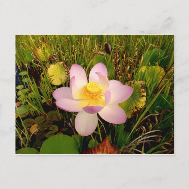Water Lily Postcard (Front)