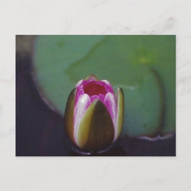 Water Lily - postcard (Front)