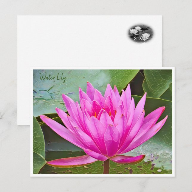 Water Lily Postcard (Front/Back)