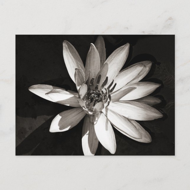 Water Lily Postcard (Front)