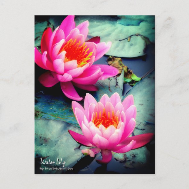 Water Lily ：Postcard Postcard (Front)