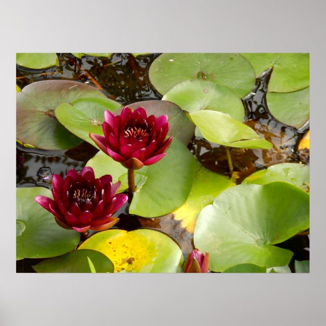 Water Lily Poster (Front)