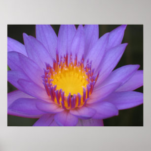 Water Lily Poster