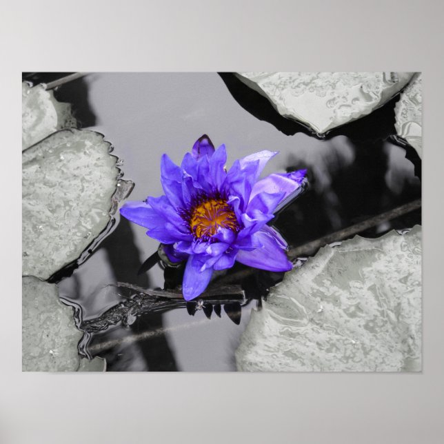 Water Lily Poster (Front)