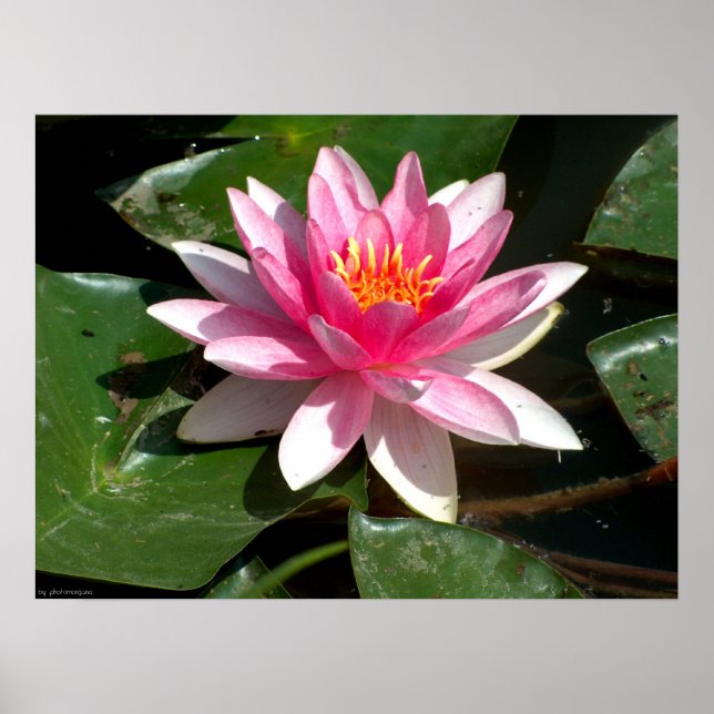 Water Lily Poster (Front)