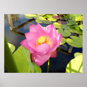 Water Lily Poster