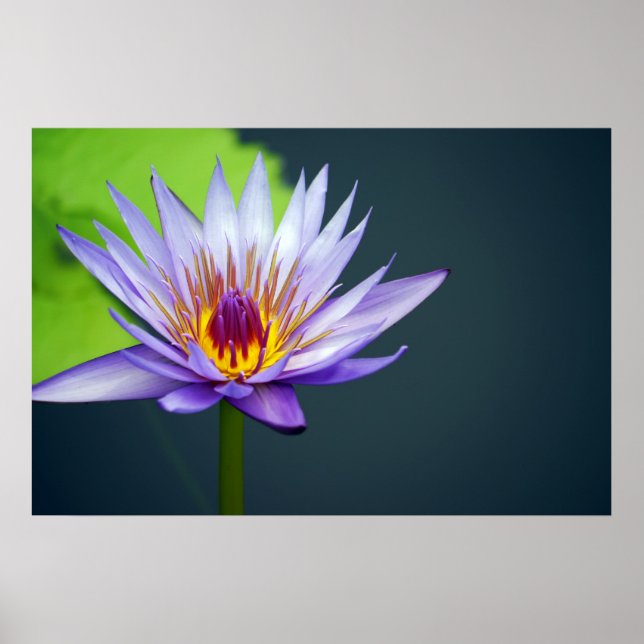 Water Lily Poster (Front)