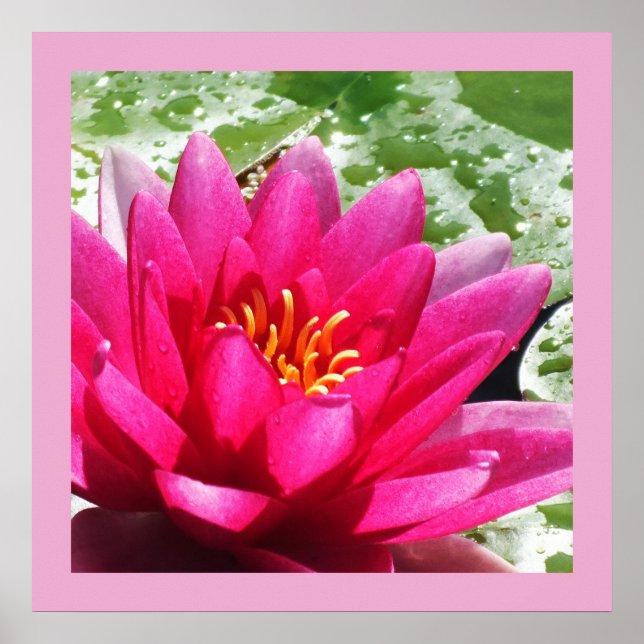 Water lily poster (Front)