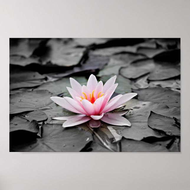water lily poster (Front)