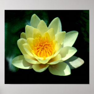 Water lily poster