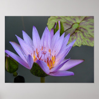 Water Lily Poster