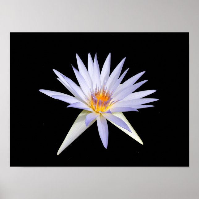 Water Lily Poster (Front)