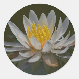 Water Lily Sticker