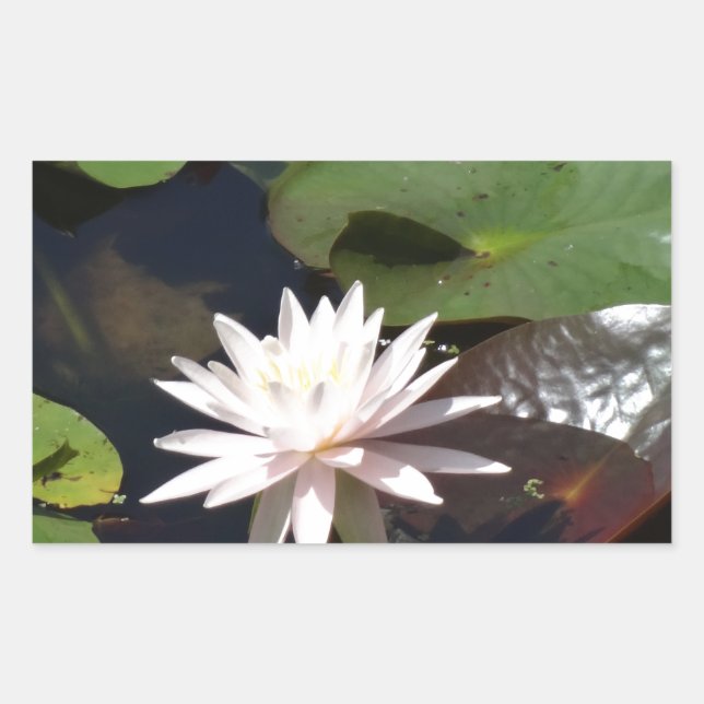 Water Lily Sticker (Front)