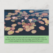 Water Lily Stillness Postcard