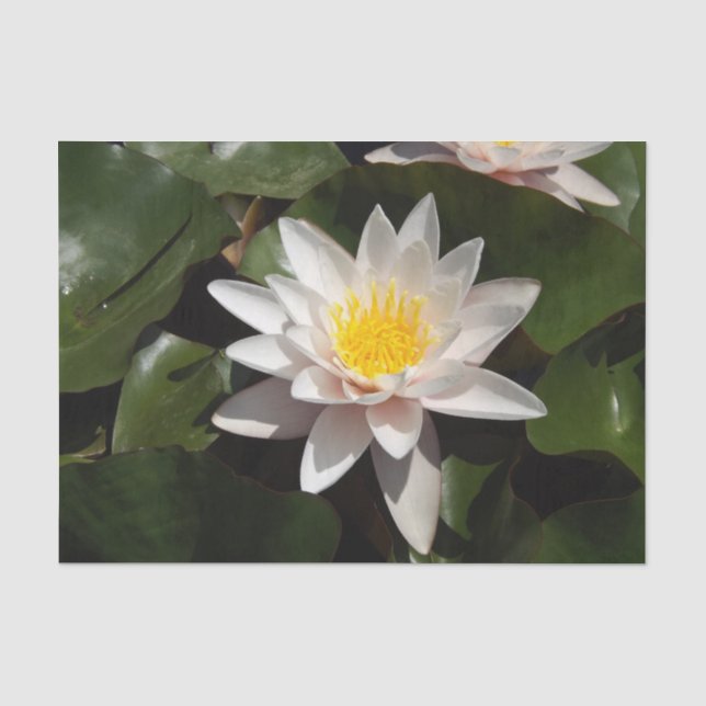 Water Lily tissue paper (Front)