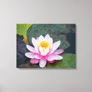 Water Lily with raindrops Stretched Canvas Print
